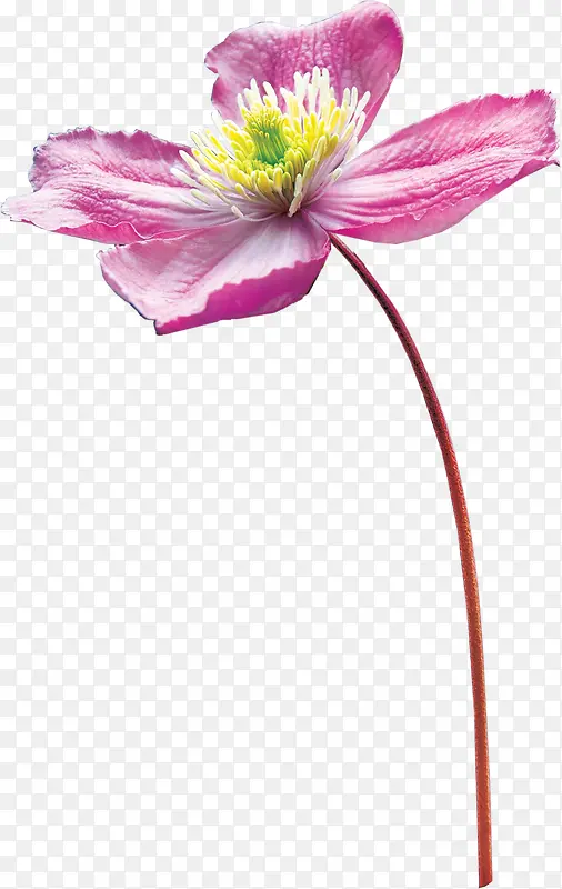 花草线描创意花卉图片