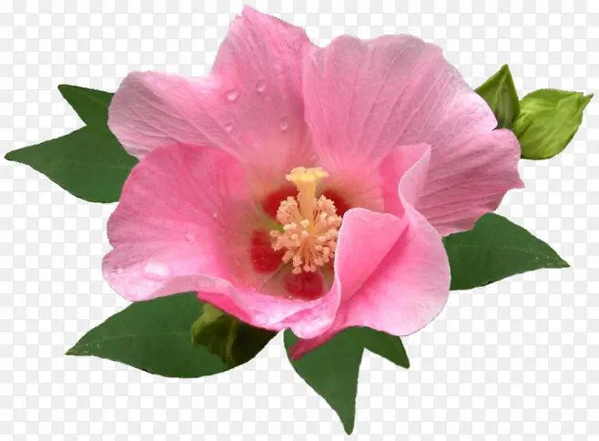 花瓣花蕊绿叶植物