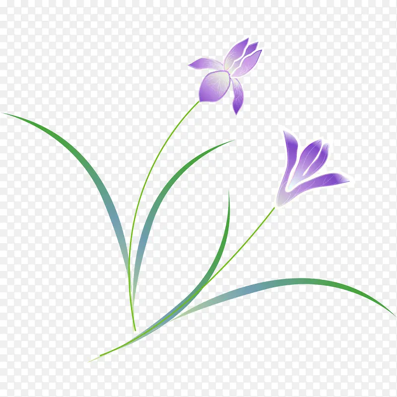 植物的紫色花