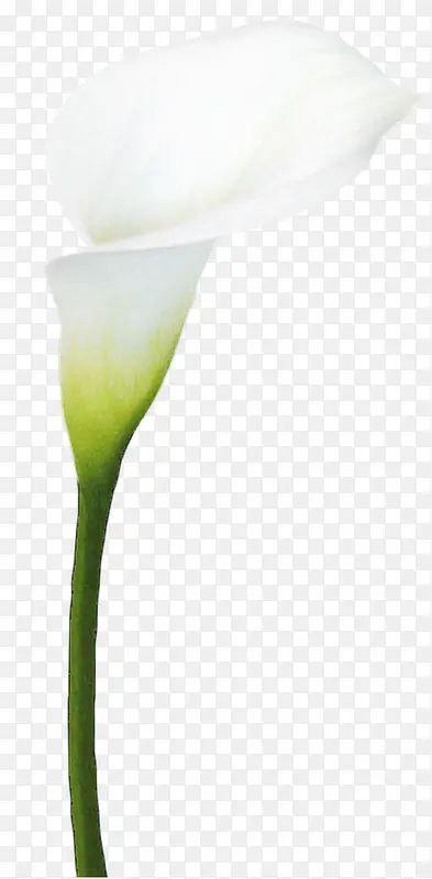 马蹄花花瓣植物花朵