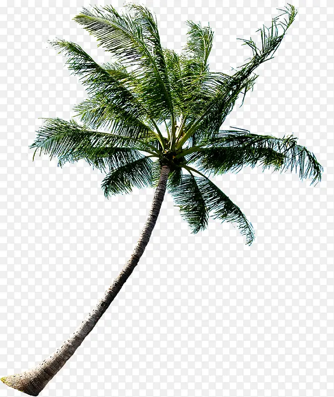夏季沙滩椰树素材