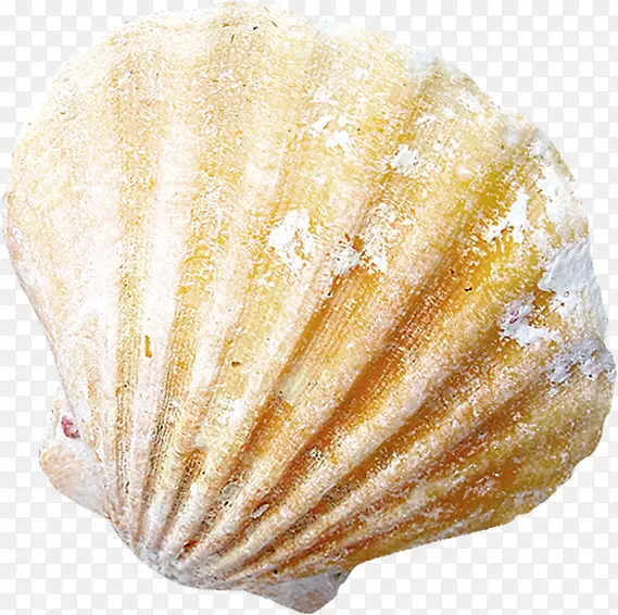 夏季浅黄色贝壳海报素材