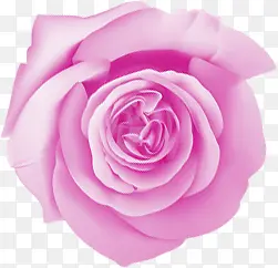 紫色浪漫唯美玫瑰花