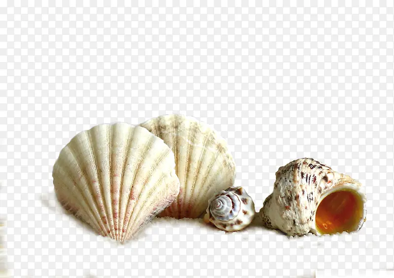 海螺和贝壳素材