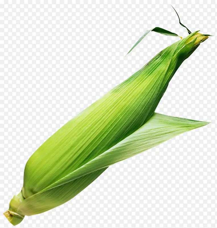 玉米食物素材