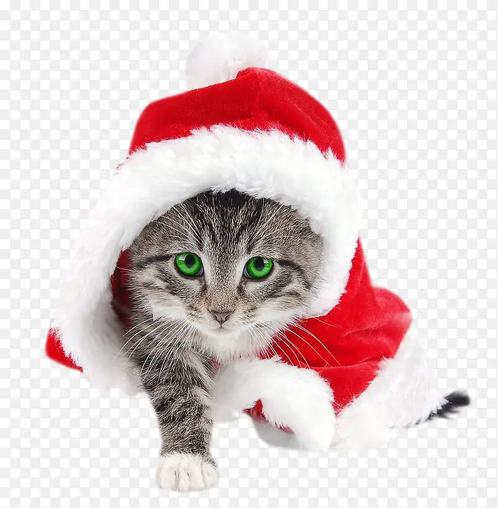 圣诞帽子出来的猫咪