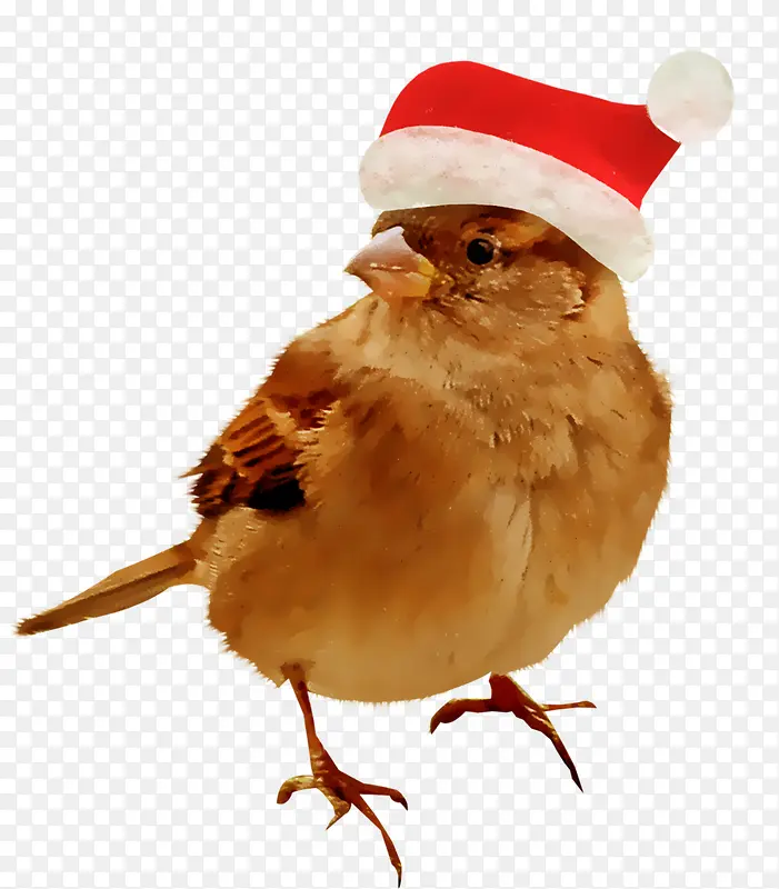 麻雀带圣诞帽子的麻雀