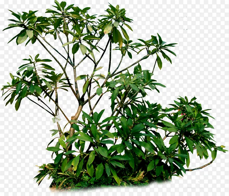 绿色创意园林植物PNG图片素材下载_图片编号ylbjbpkw-免抠素材网