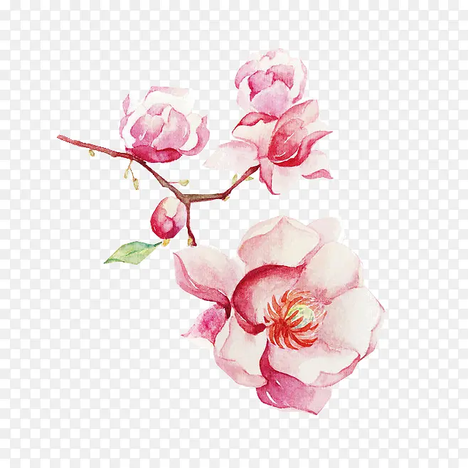 矢量手绘花卉
