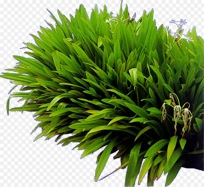 高清摄影创意绿色植物