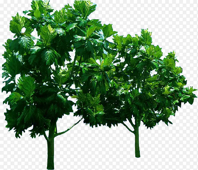 高清创意绿色植物树木素材
