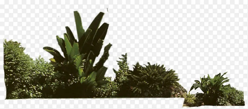 灌木植物装饰素材