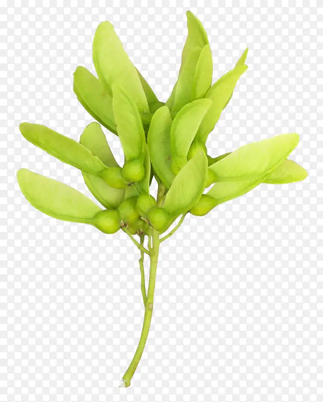 绿色创意高清花卉植物合成