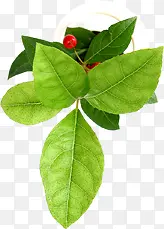创意海报植物树叶