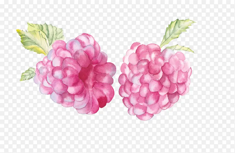 创意手绘水彩植物水果树莓