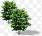 创意摄影绿色植物