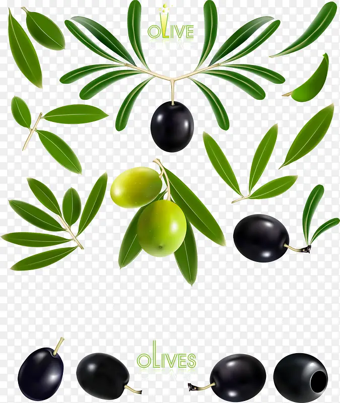 精美油橄榄和橄榄设计