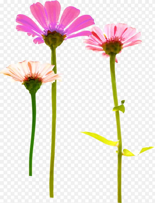 创意摄影花卉植物合成