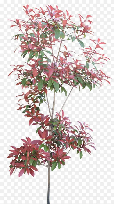 创意红色的树木植物