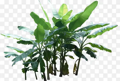 创意高清绿色植物树叶