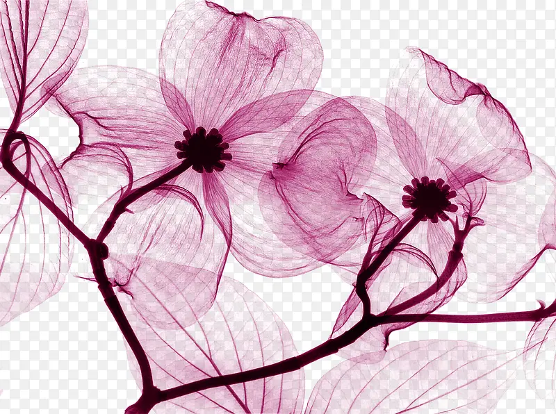 紫色唯美小花植物创意