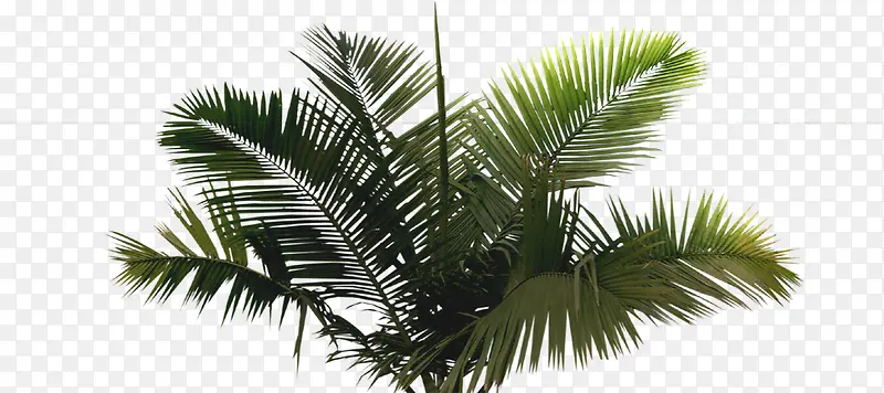 创意高清草本植物棕榈树