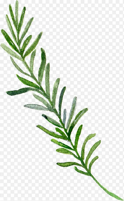 绿色松枝创意植物手绘