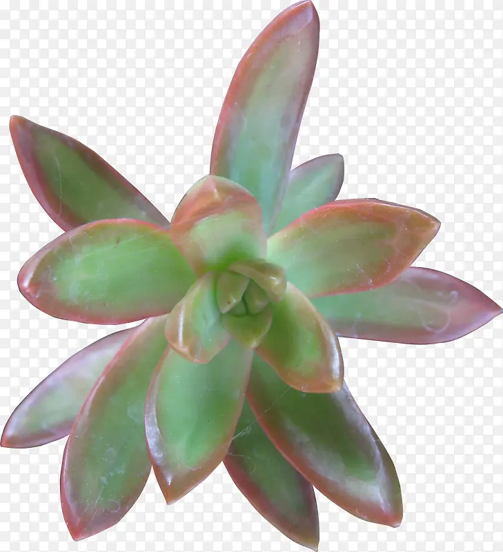 植物美丽创意造型