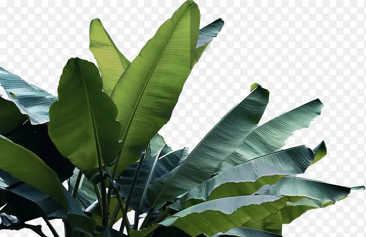 创意高清摄影合成效果绿色植物