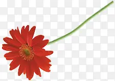 创意海报植物红色花朵