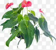 高清创意摄影绿色植物红色花卉