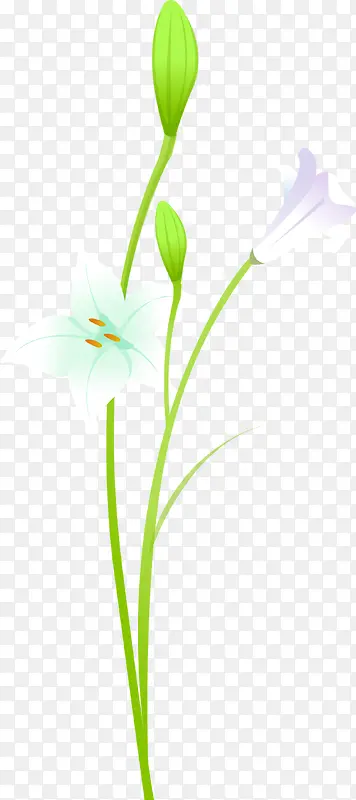 手绘夏日植物花朵百合花