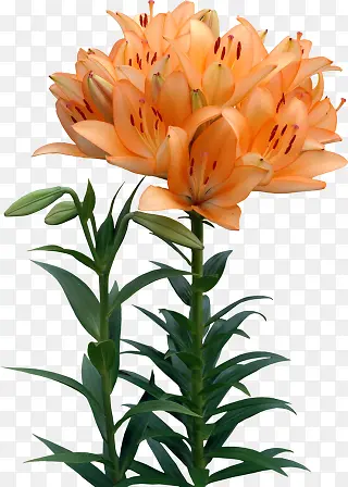 红色斑点黄百合花