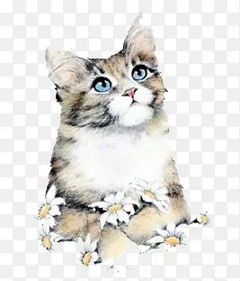 手绘猫