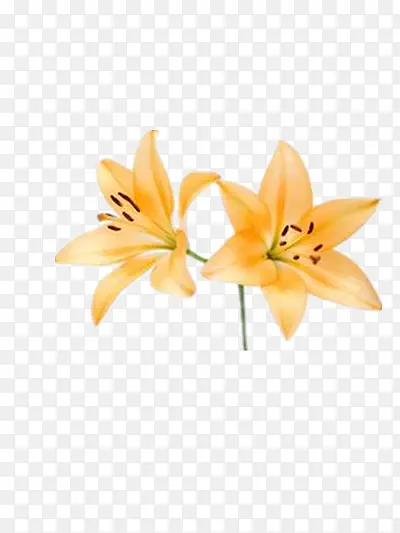 百合花