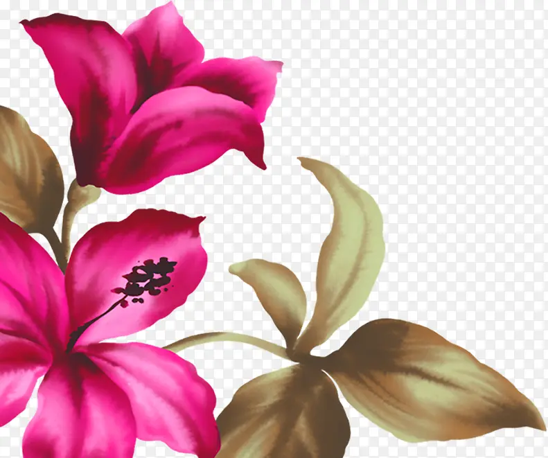 粉色花朵手绘