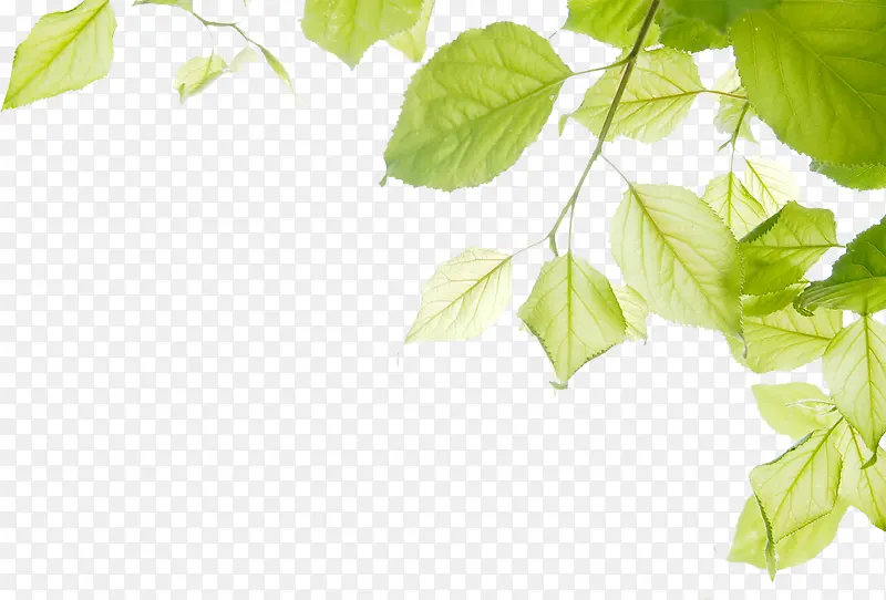春季文艺绿色树叶装饰
