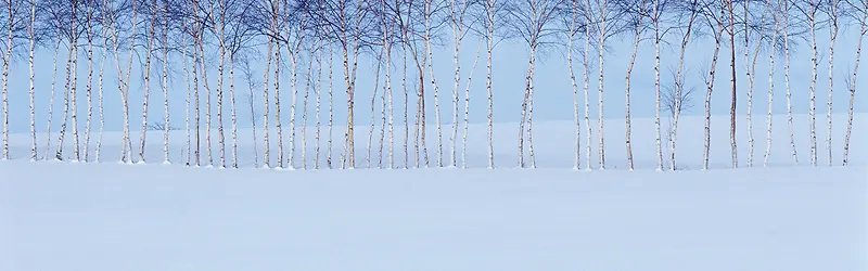 树木雪景