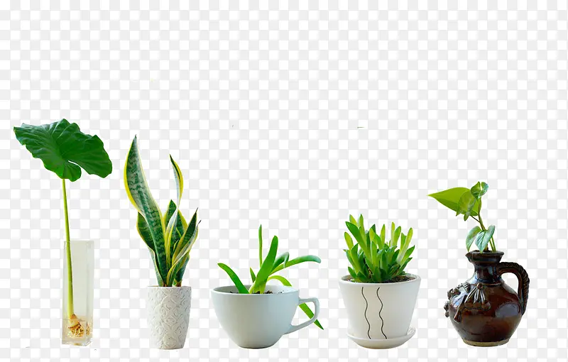 五盆绿色植物