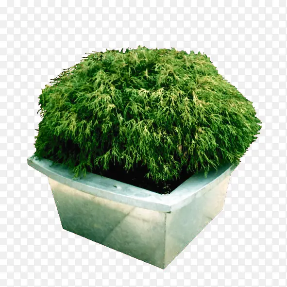 绿色植物PNG图片素材下载_图片编号qmjvezvb-免抠素材网
