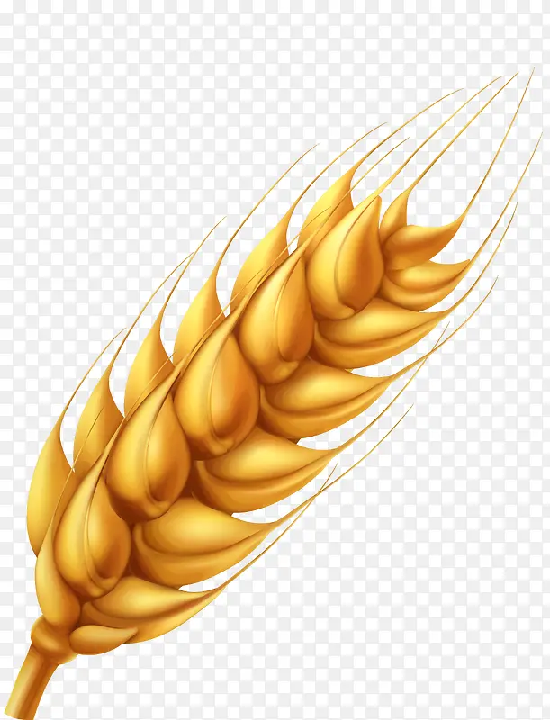 金色麦子谷物设计图