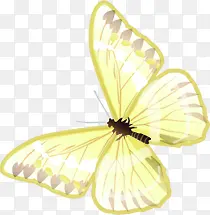 春天黄色纹理光效蝴蝶