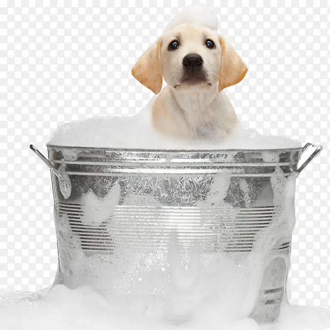 狗狗在洗澡