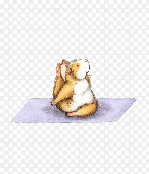 可爱小豚鼠做瑜伽