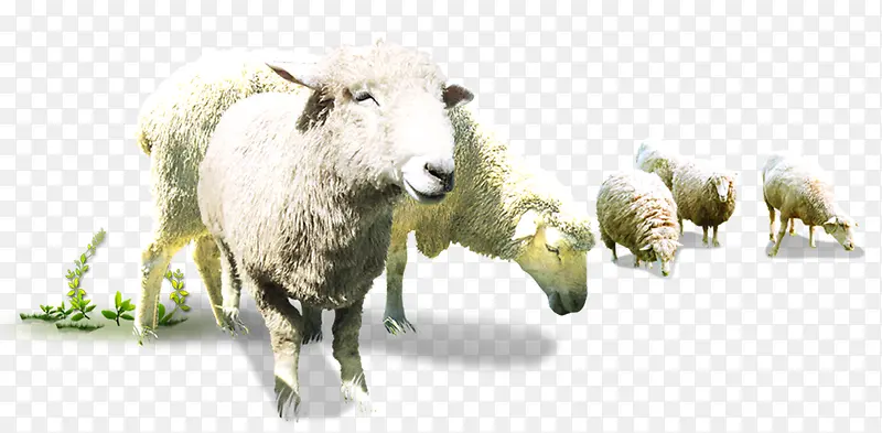 高清吃草绵羊