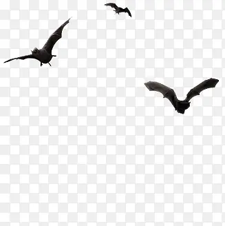 蝙蝠黑色边框漂浮