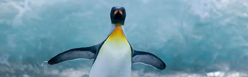 欢跳的企鹅背景水背景