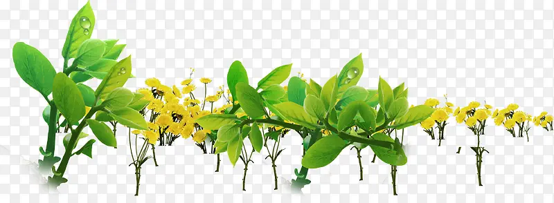 宣传海报植物绿色树苗花朵