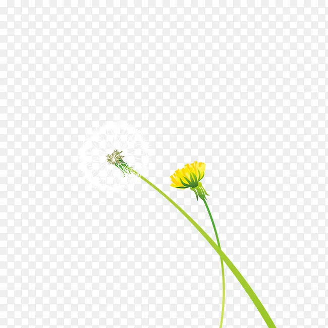 蒲公英