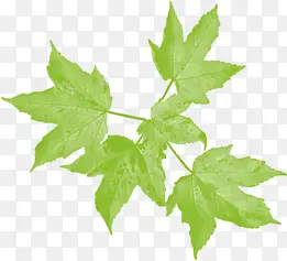 绿色春天枫叶季节